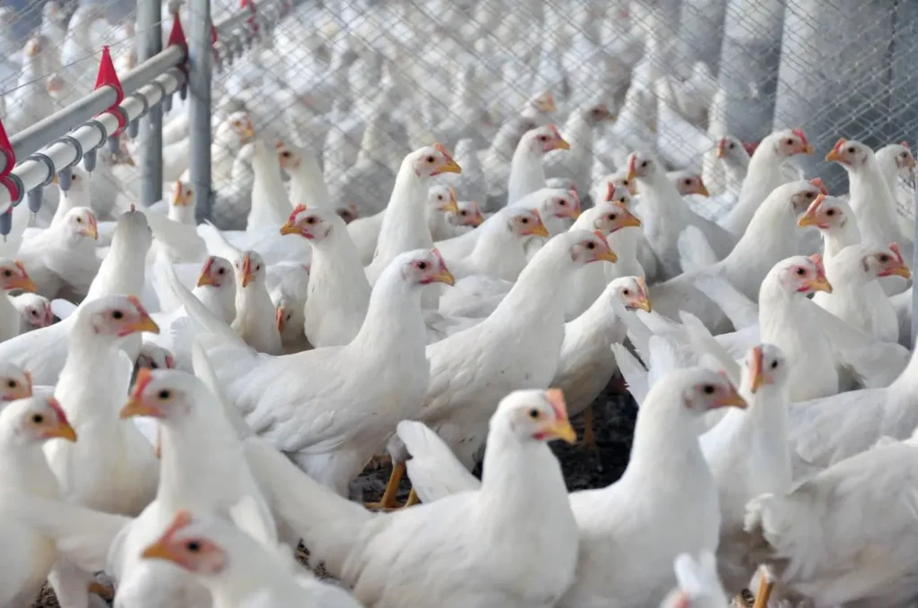 UE sinaliza retomada da compra de frango e abre caminho para mercado goiano