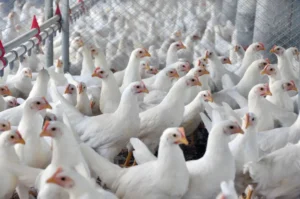 UE sinaliza retomada da compra de frango e abre caminho para mercado goiano