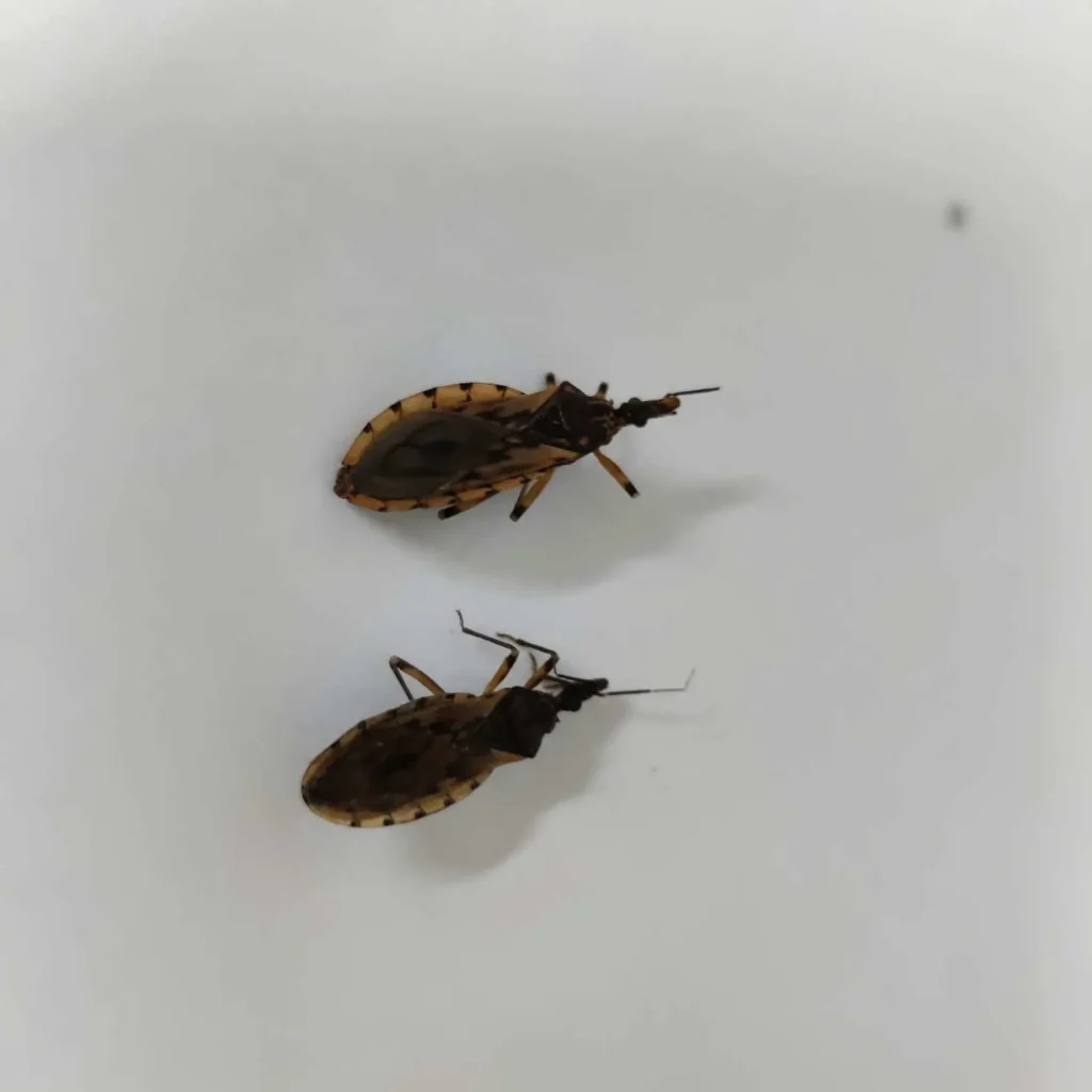 Goiânia identifica 29 barbeiros e alerta para prevenção à doença de Chagas