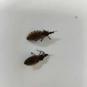 Goiânia identifica 29 barbeiros e alerta para prevenção à doença de Chagas