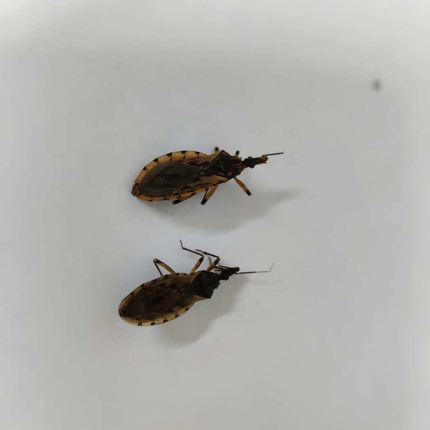 Goiânia identifica 29 barbeiros e alerta para prevenção à doença de Chagas