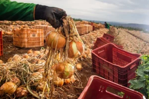 Produção de cebola cresce 32,6% em Goiás mesmo com área reduzida
