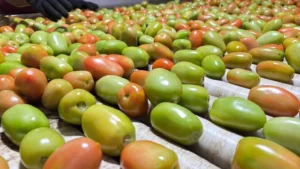 Goiás lidera produção de tomate no país com estimativa de 1,34 milhão de toneladas em 2026