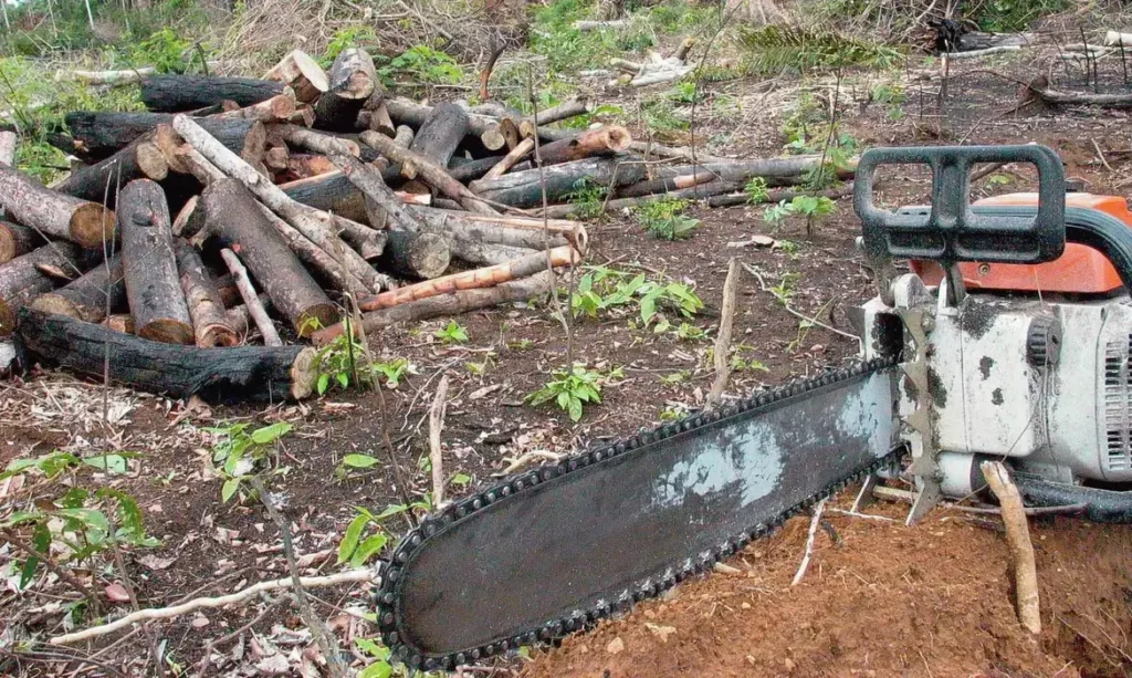 Redução do desmatamento afasta Brasil do “precipício” ambiental