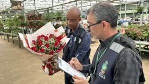 Finados: Procon-GO vê variação de até 605% nas flores