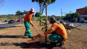 Comurg intensifica arborização em Goiânia com o plantio de quase 2 mil árvores