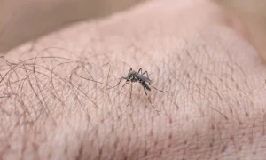Quase metade dos municípios brasileiros está em situação de alerta para o Aedes Aegypti