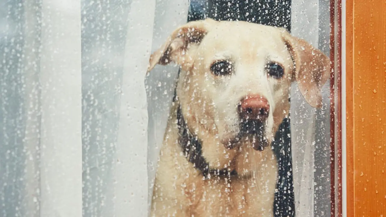 Chuva: saiba como proteger cães e gatos da umidade e do estresse