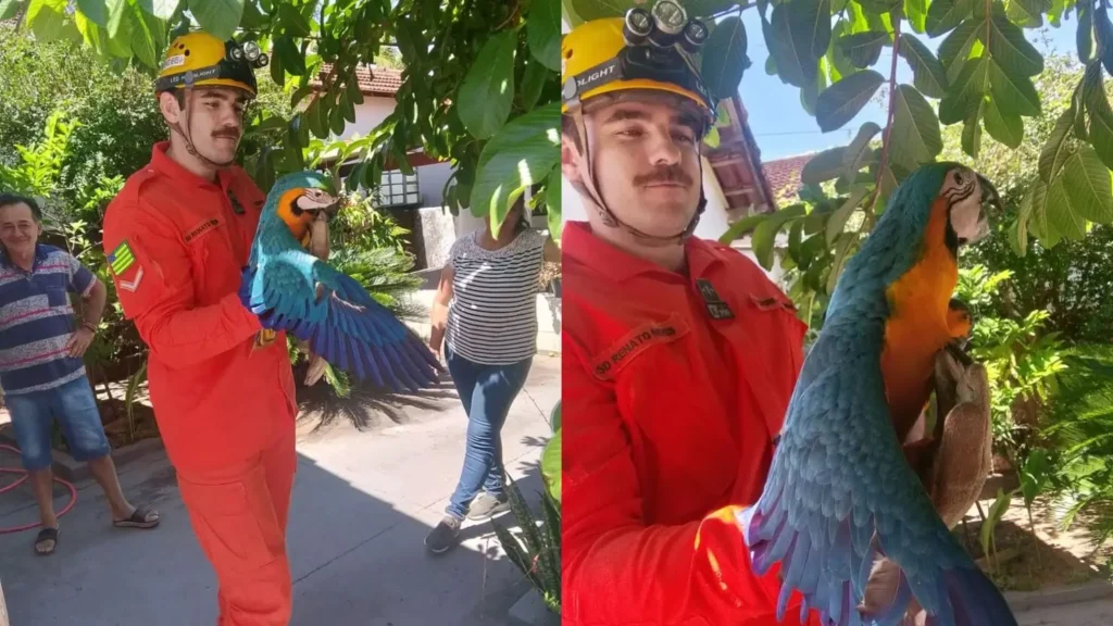 Bombeiros resgatam arara encontrada em residência e a devolvem ao ninho em Caiapônia