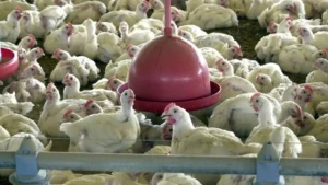 México suspende importações de frango brasileiro e Goiás reforça vigilância sanitária