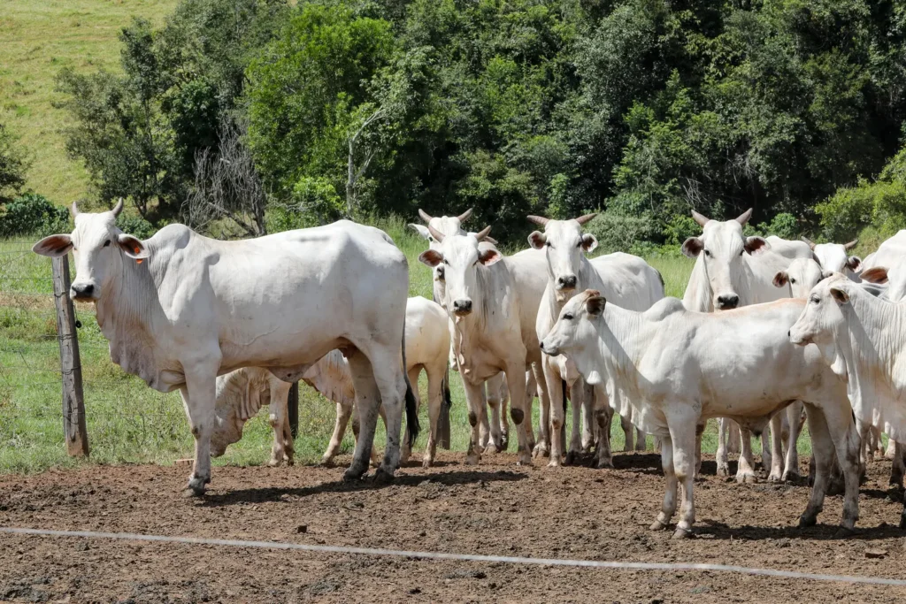 Rebanho menor em Goiás exige atenção às contas das fazendas