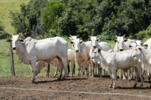 Rebanho menor em Goiás exige atenção às contas das fazendas