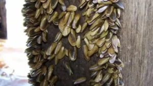 Mexilhão-dourado: como um molusco da Ásia virou um problema milionário no Brasil