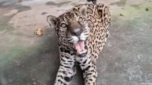 onça-pintada