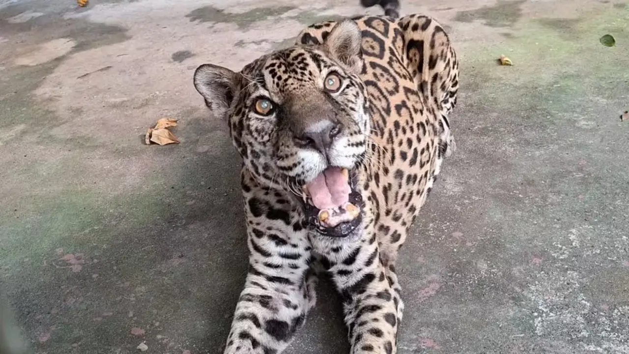 onça-pintada