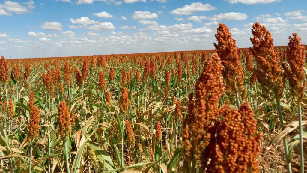 sorgo-1600x900