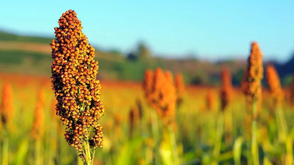 sorgo